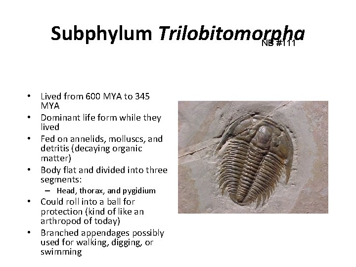 Subphylum Trilobitomorpha NB #111 • Lived from 600 MYA to 345 MYA • Dominant