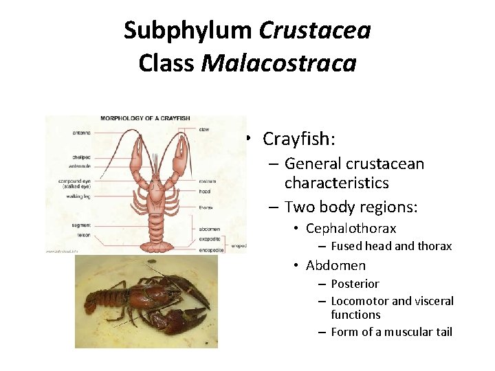 Subphylum Crustacea Class Malacostraca • Crayfish: – General crustacean characteristics – Two body regions: