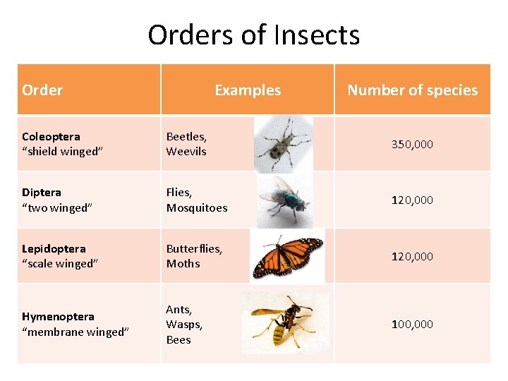 Orders of Insects Order Examples Number of species Coleoptera “shield winged” Beetles, Weevils 350,