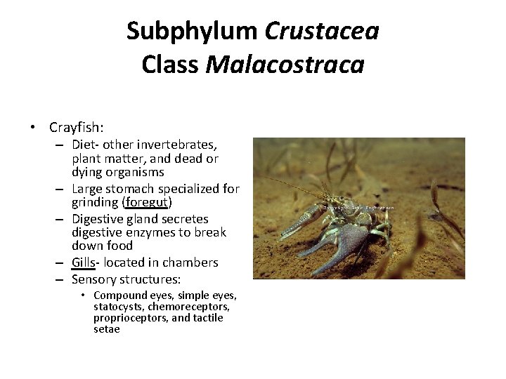 Subphylum Crustacea Class Malacostraca • Crayfish: – Diet- other invertebrates, plant matter, and dead