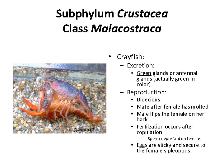 Subphylum Crustacea Class Malacostraca • Crayfish: – Excretion: • Green glands or antennal glands