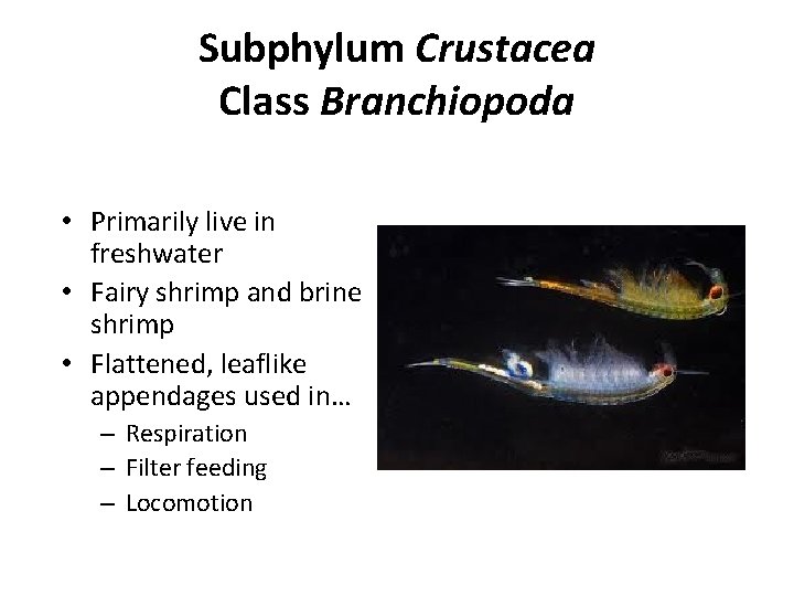 Subphylum Crustacea Class Branchiopoda • Primarily live in freshwater • Fairy shrimp and brine