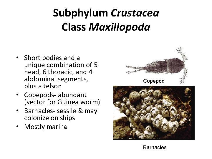 Subphylum Crustacea Class Maxillopoda • Short bodies and a unique combination of 5 head,