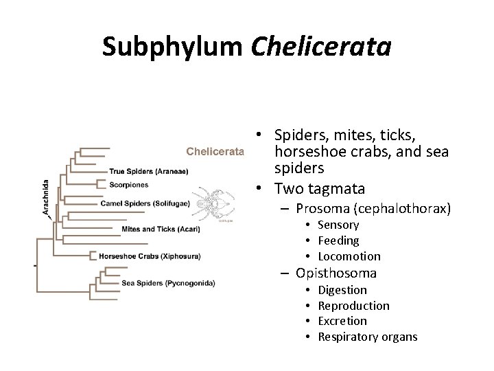 Subphylum Chelicerata • Spiders, mites, ticks, horseshoe crabs, and sea spiders • Two tagmata