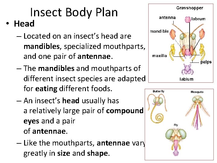 Insect Body Plan • Head – Located on an insect’s head are mandibles, specialized