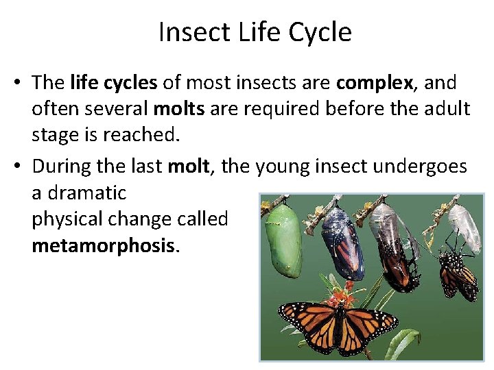Insect Life Cycle • The life cycles of most insects are complex, and often