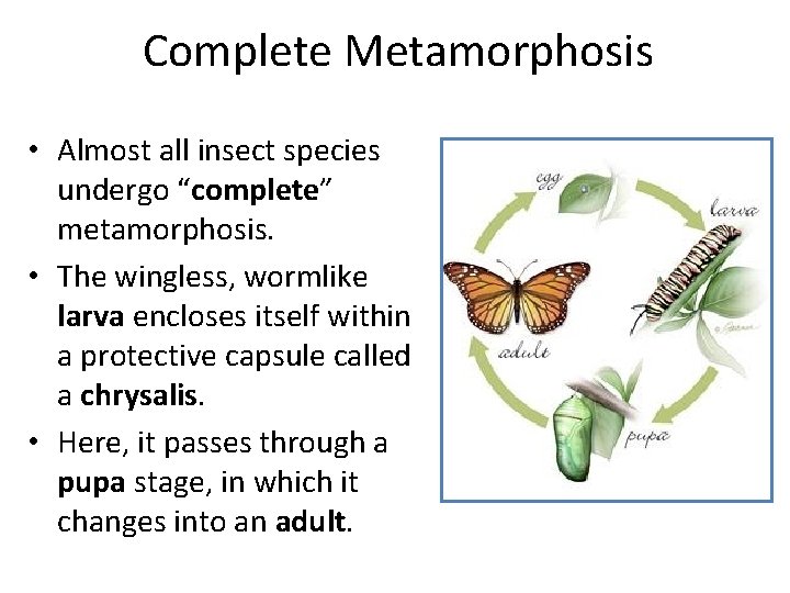 Complete Metamorphosis • Almost all insect species undergo “complete” metamorphosis. • The wingless, wormlike