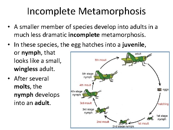 Incomplete Metamorphosis • A smaller member of species develop into adults in a much