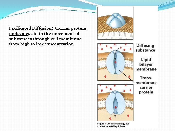 Facilitated Diffusion: Carrier protein molecules aid in the movement of substances through cell membrane