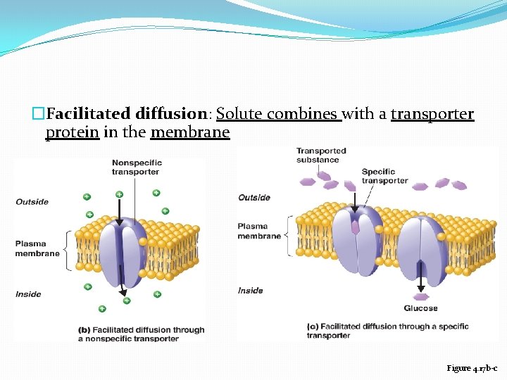 �Facilitated diffusion: Solute combines with a transporter protein in the membrane Figure 4. 17