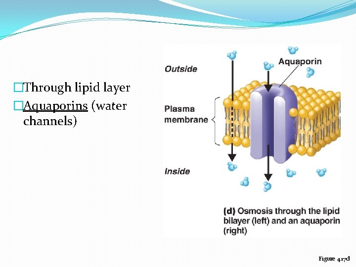 �Through lipid layer �Aquaporins (water channels) Figure 4. 17 d 