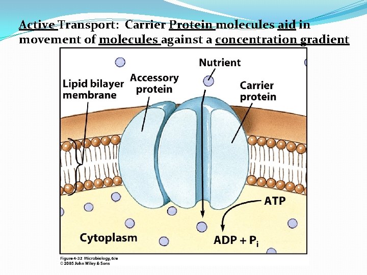 Active Transport: Carrier Protein molecules aid in movement of molecules against a concentration gradient