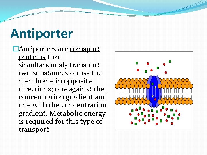 Antiporter �Antiporters are transport proteins that simultaneously transport two substances across the membrane in