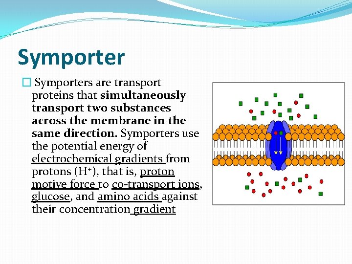 Symporter � Symporters are transport proteins that simultaneously transport two substances across the membrane