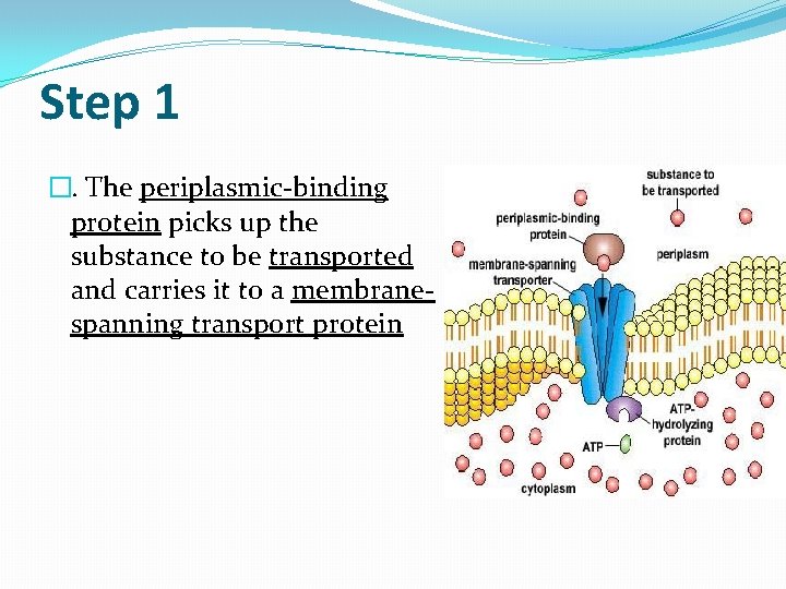 Step 1 �. The periplasmic-binding protein picks up the substance to be transported and