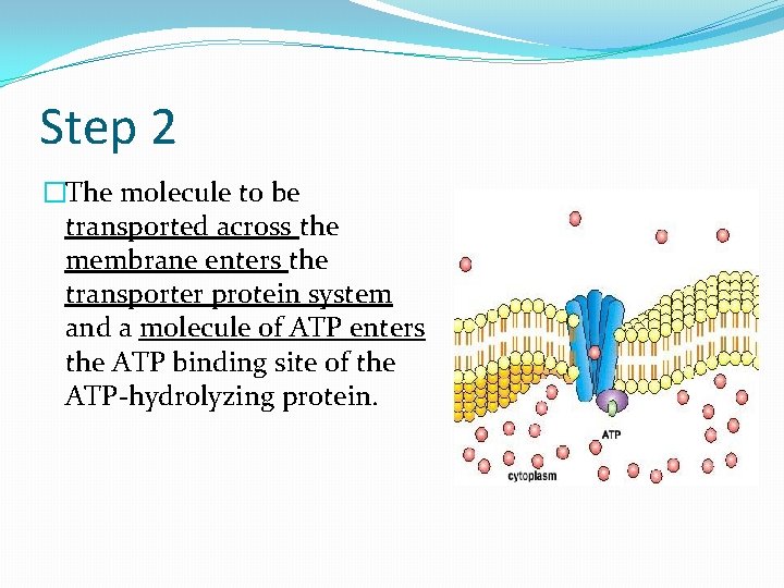 Step 2 �The molecule to be transported across the membrane enters the transporter protein