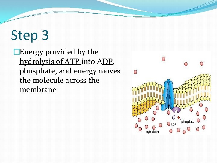 Step 3 �Energy provided by the hydrolysis of ATP into ADP, phosphate, and energy