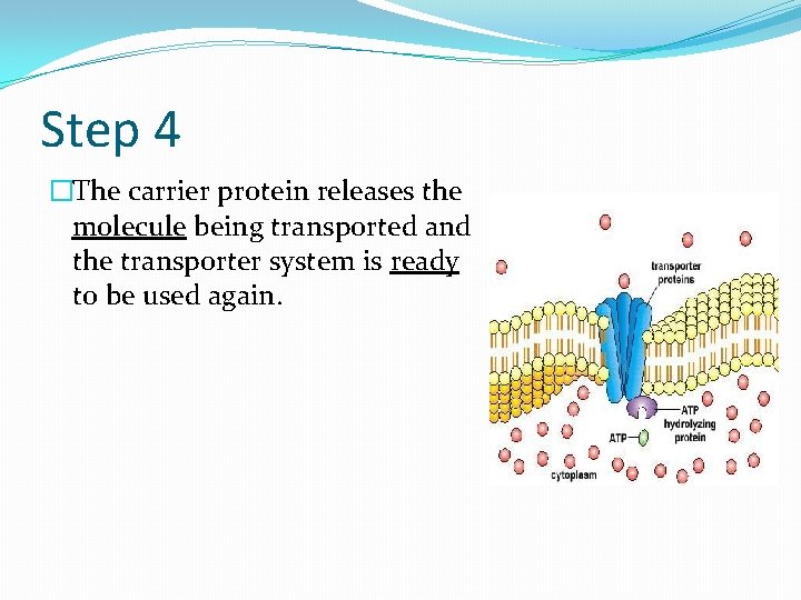 Step 4 �The carrier protein releases the molecule being transported and the transporter system