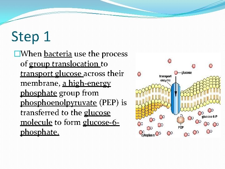 Step 1 �When bacteria use the process of group translocation to transport glucose across