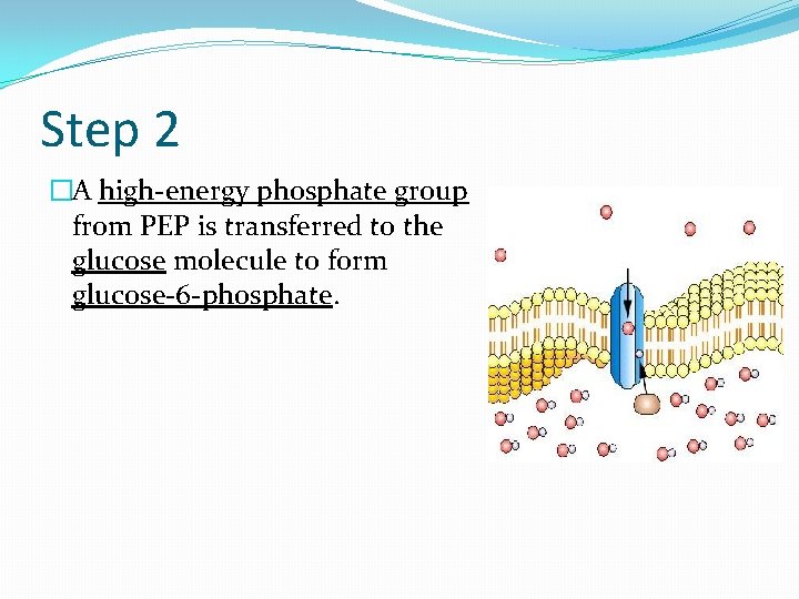 Step 2 �A high-energy phosphate group from PEP is transferred to the glucose molecule