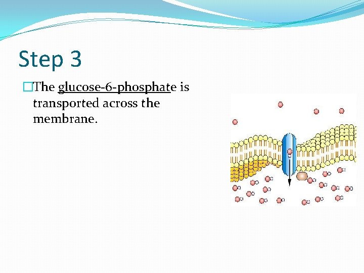 Step 3 �The glucose-6 -phosphate is transported across the membrane. 