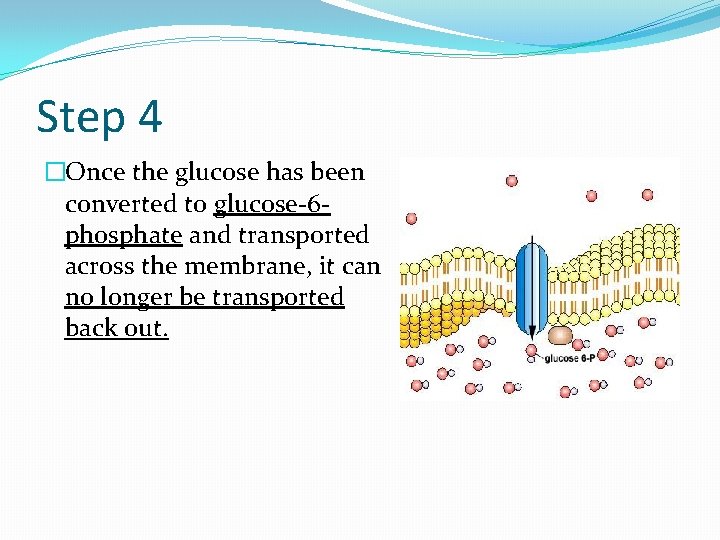 Step 4 �Once the glucose has been converted to glucose-6 phosphate and transported across