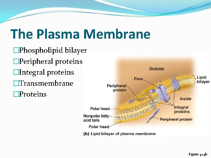 The Plasma Membrane �Phospholipid bilayer �Peripheral proteins �Integral proteins �Transmembrane �Proteins Figure 4. 14