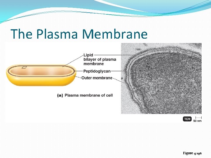 The Plasma Membrane Figure 4. 14 a 