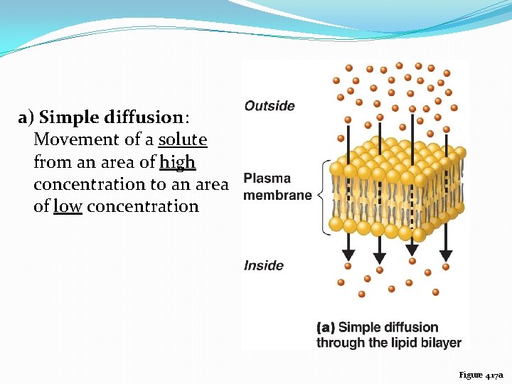 a) Simple diffusion: Movement of a solute from an area of high concentration to