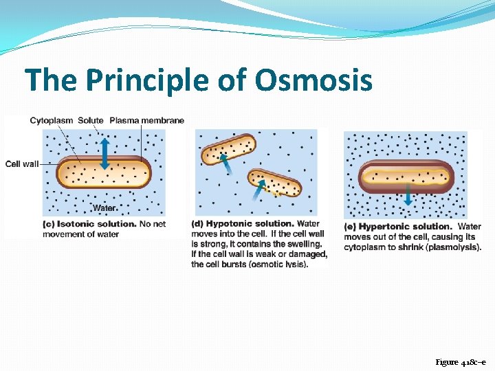 The Principle of Osmosis Figure 4. 18 c–e 