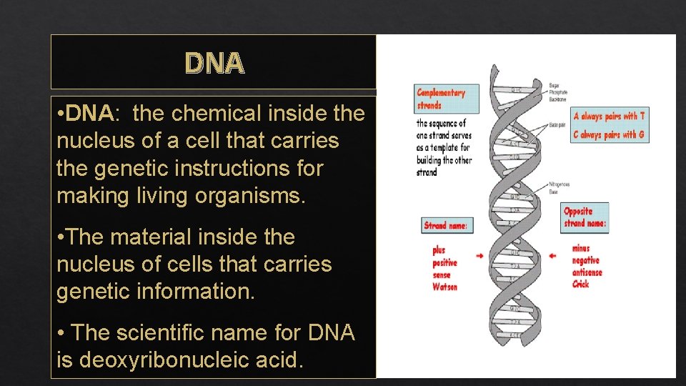 DNA • DNA: the chemical inside the nucleus of a cell that carries the