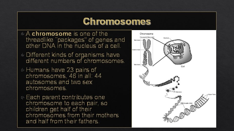 Chromosomes A chromosome is one of the threadlike "packages" of genes and other DNA