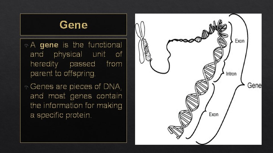 Gene A gene is the functional and physical unit of heredity passed from parent