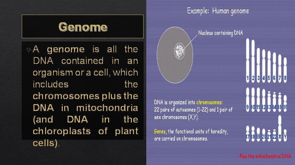 Genome A genome is all the DNA contained in an organism or a cell,