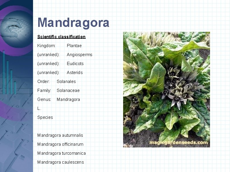 Mandragora Scientific classification Kingdom: Plantae (unranked): Angiosperms (unranked): Eudicots (unranked): Asterids Order: Solanales Family: