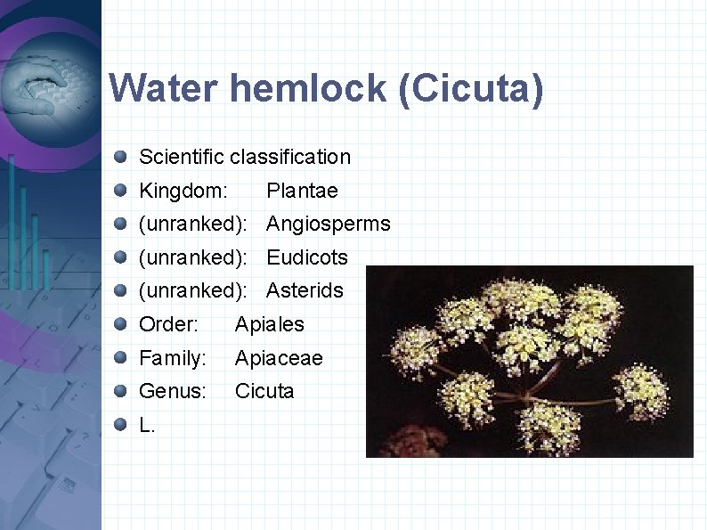 Water hemlock (Cicuta) Scientific classification Kingdom: Plantae (unranked): Angiosperms (unranked): Eudicots (unranked): Asterids Order: