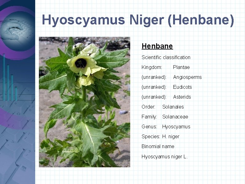 Hyoscyamus Niger (Henbane) Henbane Scientific classification Kingdom: Plantae (unranked): Angiosperms (unranked): Eudicots (unranked): Asterids