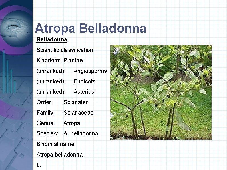Atropa Belladonna Scientific classification Kingdom: Plantae (unranked): Angiosperms (unranked): Eudicots (unranked): Asterids Order: Solanales