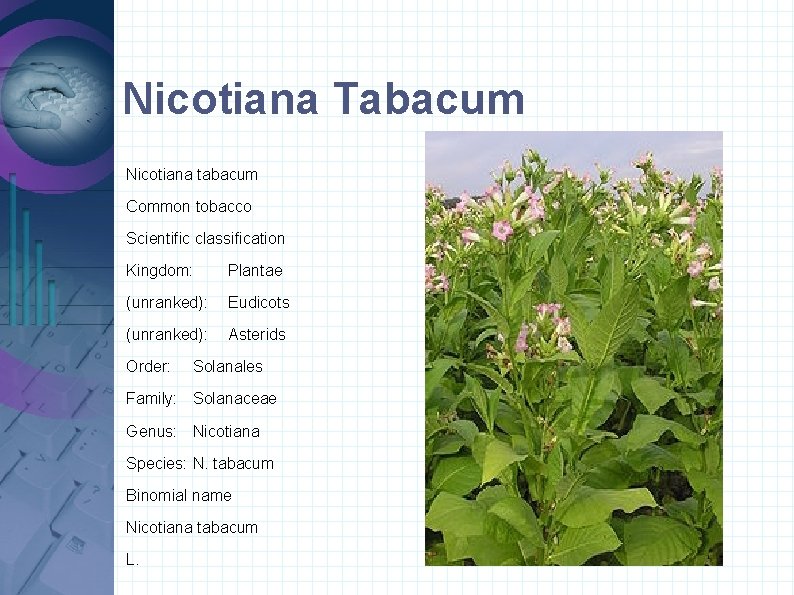 Nicotiana Tabacum Nicotiana tabacum Common tobacco Scientific classification Kingdom: Plantae (unranked): Eudicots (unranked): Asterids