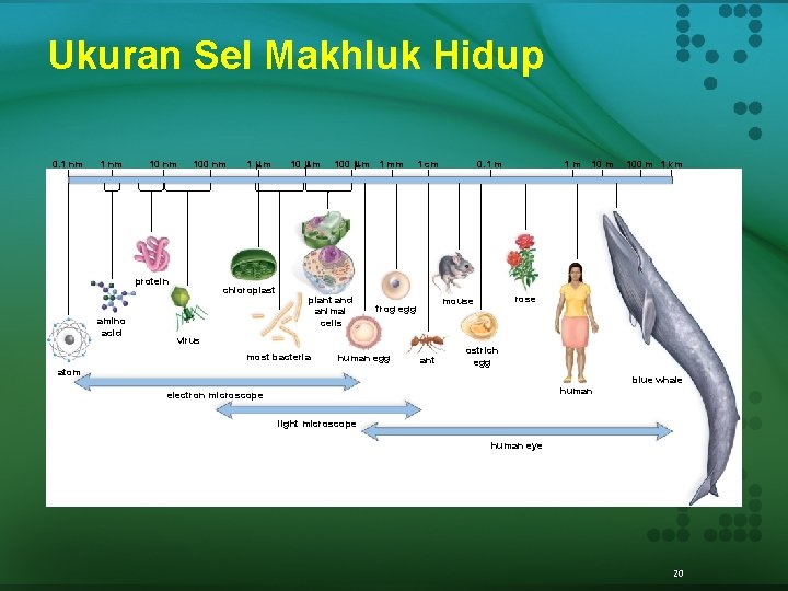 Ukuran Sel Makhluk Hidup 0. 1 nm 100 nm protein amino acid 1 m