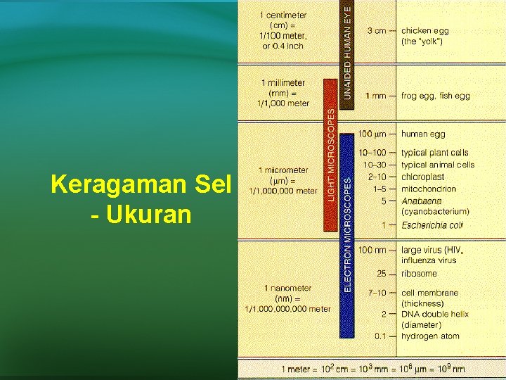 Keragaman Sel - Ukuran 