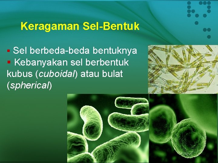 Keragaman Sel-Bentuk § Sel berbeda-beda bentuknya § Kebanyakan sel berbentuk kubus (cuboidal) atau bulat