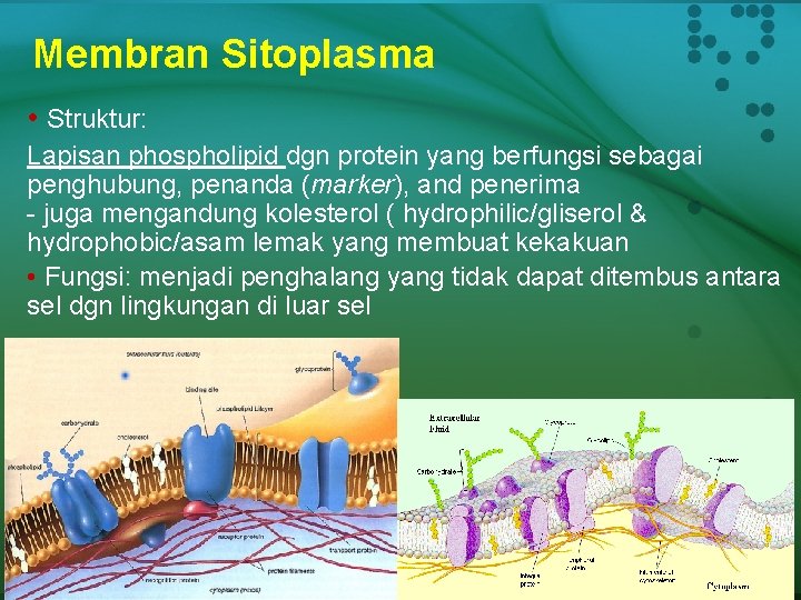 Membran Sitoplasma • Struktur: Lapisan phospholipid dgn protein yang berfungsi sebagai penghubung, penanda (marker),