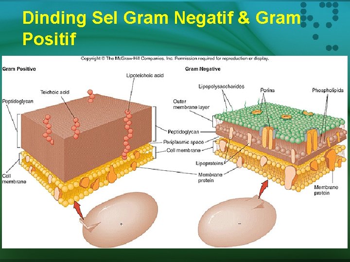 Dinding Sel Gram Negatif & Gram Positif 