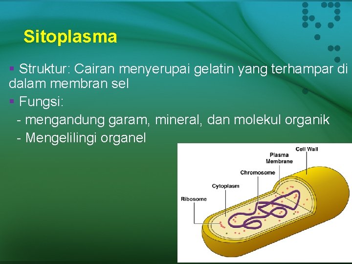 Sitoplasma § Struktur: Cairan menyerupai gelatin yang terhampar di dalam membran sel § Fungsi: