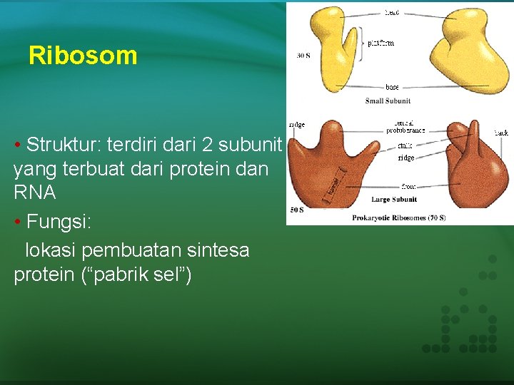 Ribosom • Struktur: terdiri dari 2 subunit yang terbuat dari protein dan RNA •