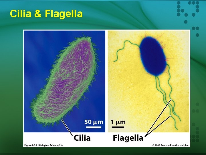 Cilia & Flagella 