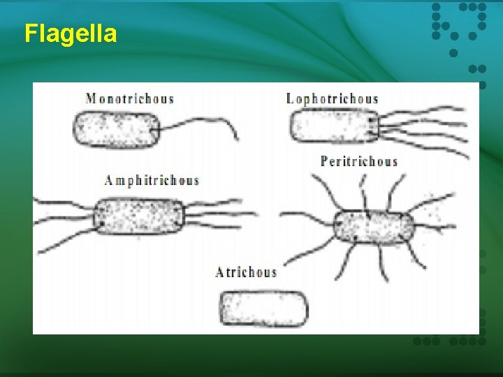 Flagella 