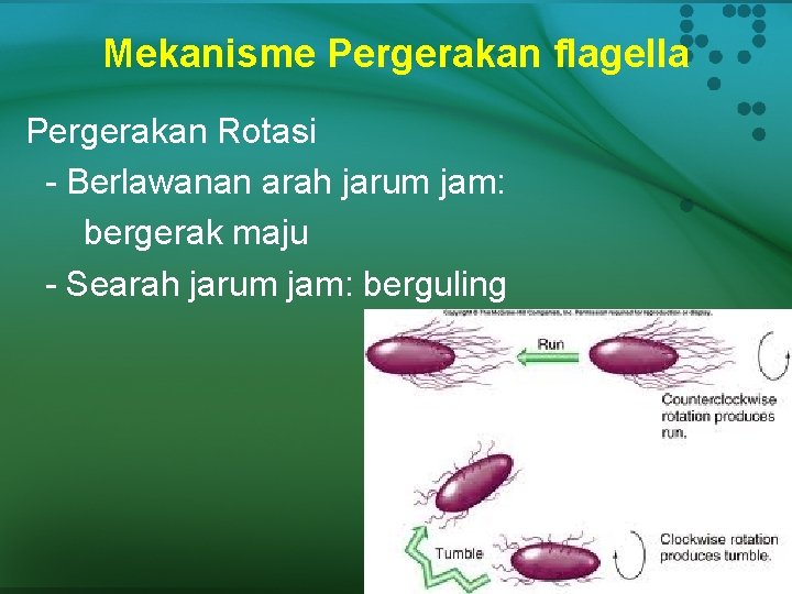 Mekanisme Pergerakan flagella Pergerakan Rotasi - Berlawanan arah jarum jam: bergerak maju - Searah