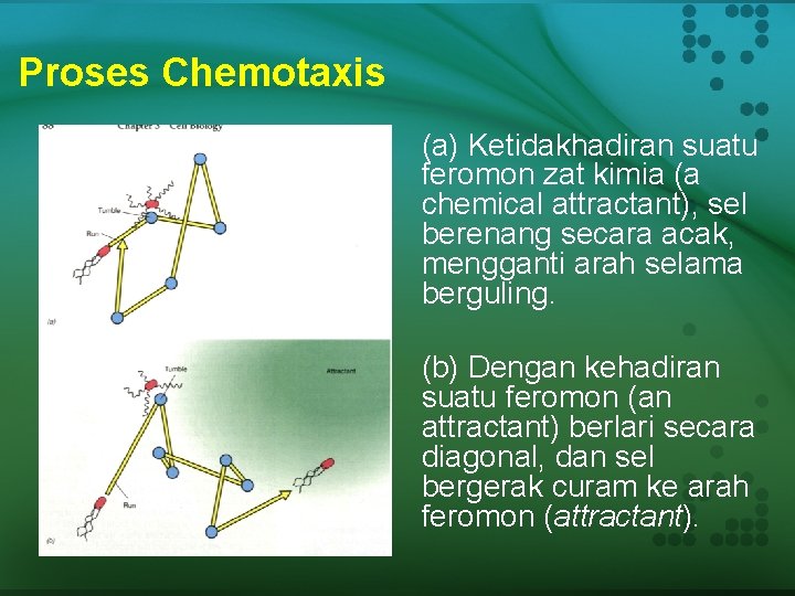 Proses Chemotaxis (a) Ketidakhadiran suatu feromon zat kimia (a chemical attractant), sel berenang secara